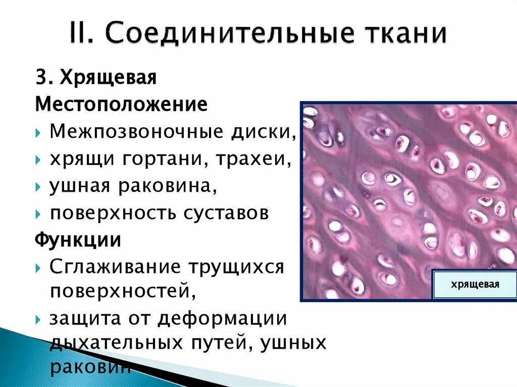 Функция соединительной ткани в мышцах. Соединительная ткань хрящ строение. Строение соединительной хрящевой ткани ткани. Местоположение соединительной ткани хрящ. Хрящевая соединительная ткань функции.