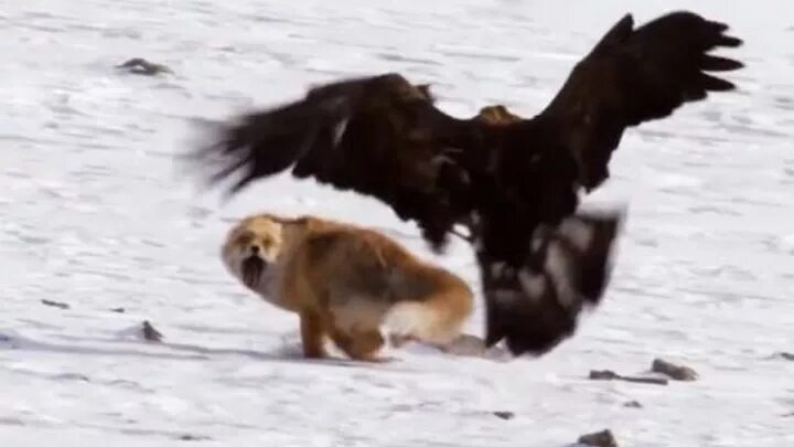 Нападение орла. Бургут куш. Беркут Бургут. Белоголовый Орлан против Беркута. Беркут нападает на волка.