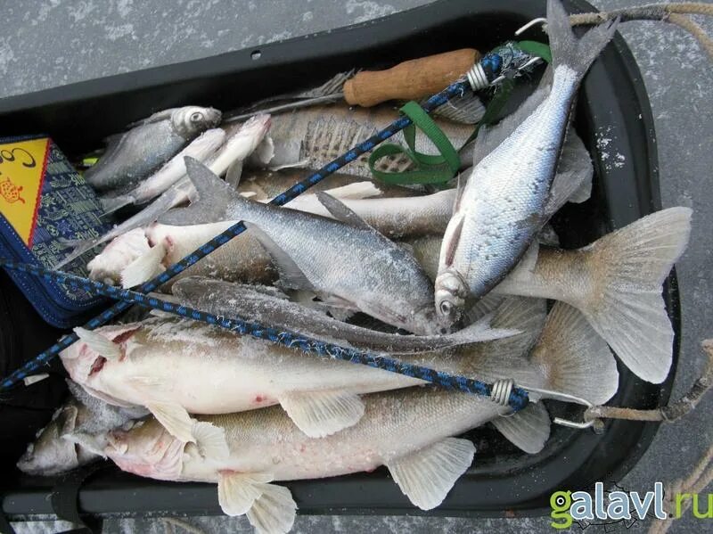 Судак Рыбинского водохранилища. Рыбалка Рыбинское водохранилище Судак. Судак на Рыбинском водохранилище. Судак на льду Рыбинского водохранилища.