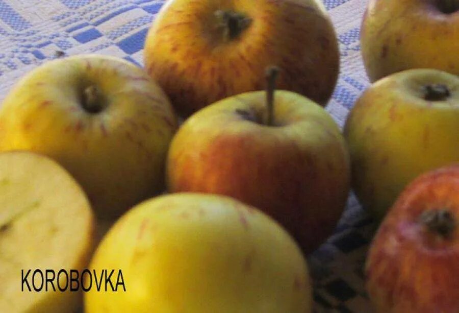 Яблоня коробовка отзывы. Медуничка яблоня коробовка. Сорт яблок коробовка. Сорт яблони коробовка. Медуничка яблоня коробовка.