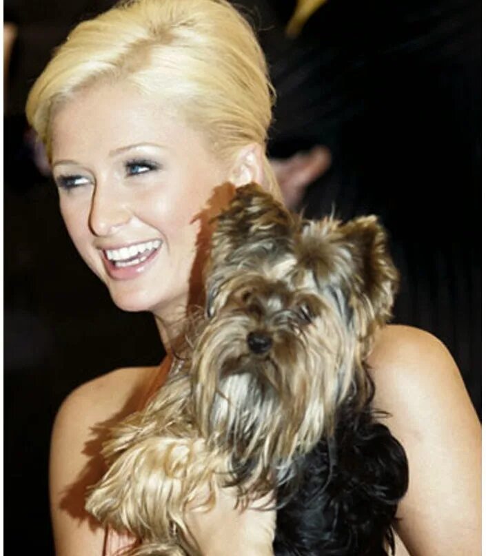 Йорки звезд. Натали портман и ее собака. Йорки звезд. Звезды и йорки. Йорки звезд.