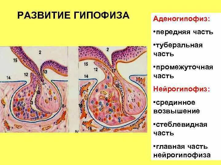 Гипофиз ткань. Доли гипофиза гистология. Источник развития передней доли гипофиза. Источники развития гипофиза гистология.