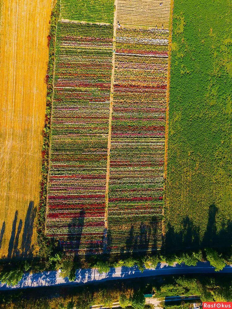 питомник бахчисарай цветов. донское симферопольский район питомник растений. питомник бахчисарай. питомник бахчисарай. капельный для елей в питомнике.