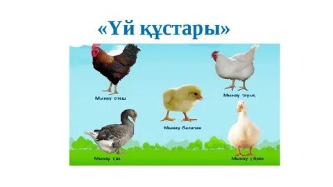 Мас ауыл жезөкшелерінің видеосы