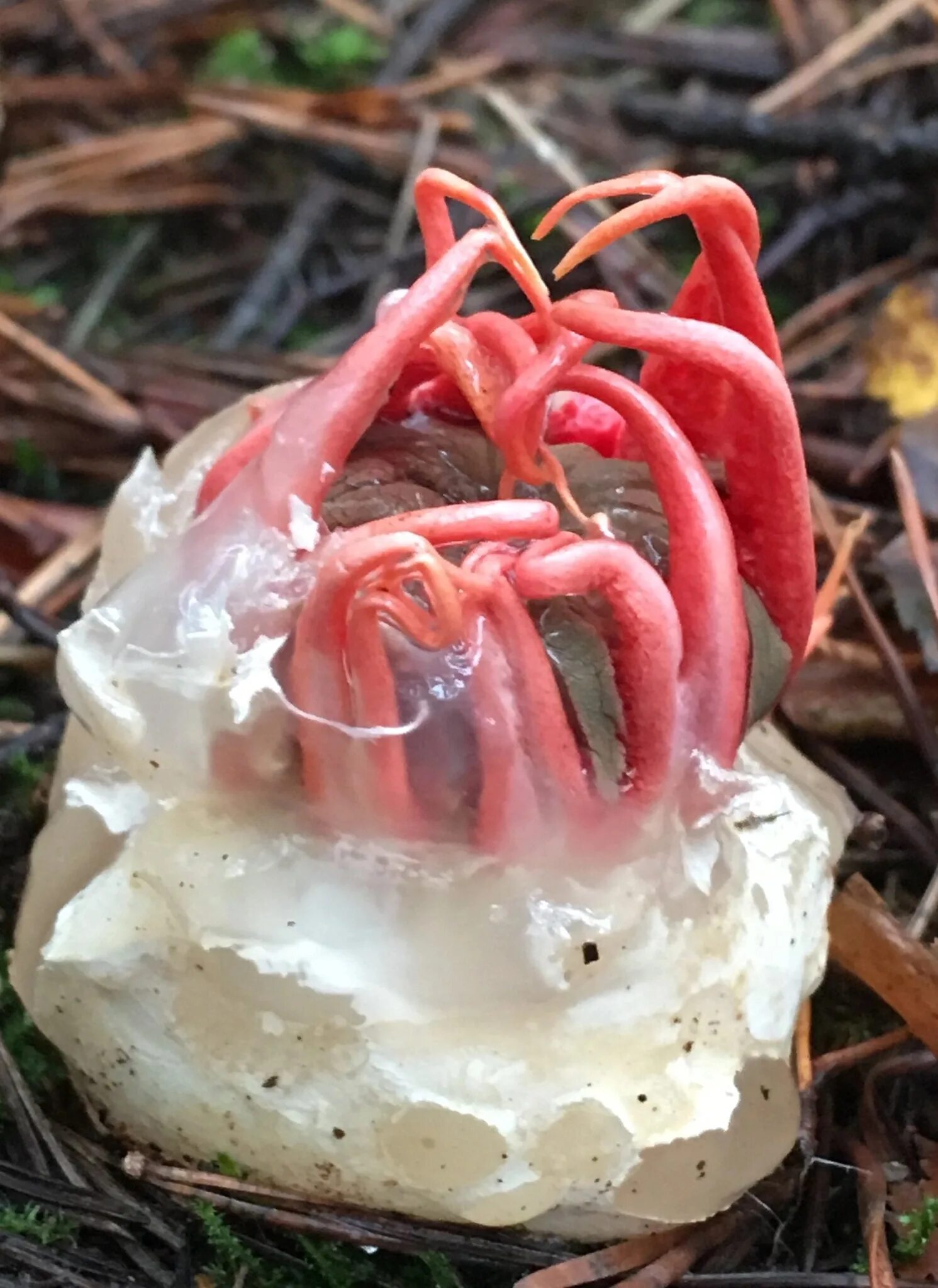 Где купить морской гриб геншин. Антурус Арчера (Clathrus archeri). Гриб морской анемон. Морской гриб Геншин.