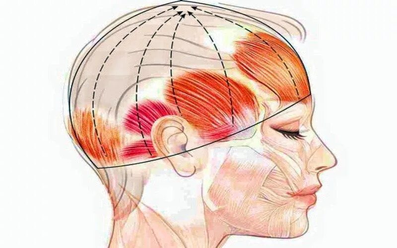 Массаж апоневроза головы. Сухожильный апоневроз головы. Надчерепной апоневроз сухожильный шлем. Массаж сухожильного шлема головы. Сухожильный шлем головы.