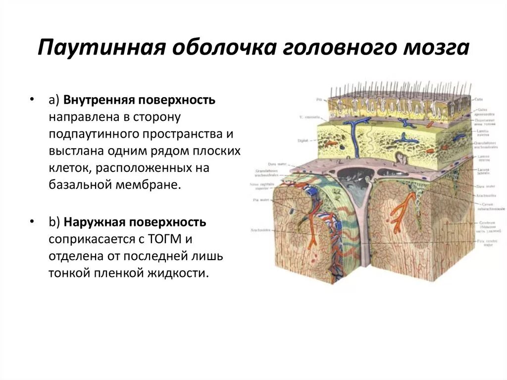 Головной мозг покрыт оболочками. Паутинная оболочка головного мозга. Подпаутинное пространство оболочки головного мозга. Арахноидальная оболочка головного мозга. Функции паутинной оболочки головного мозга.