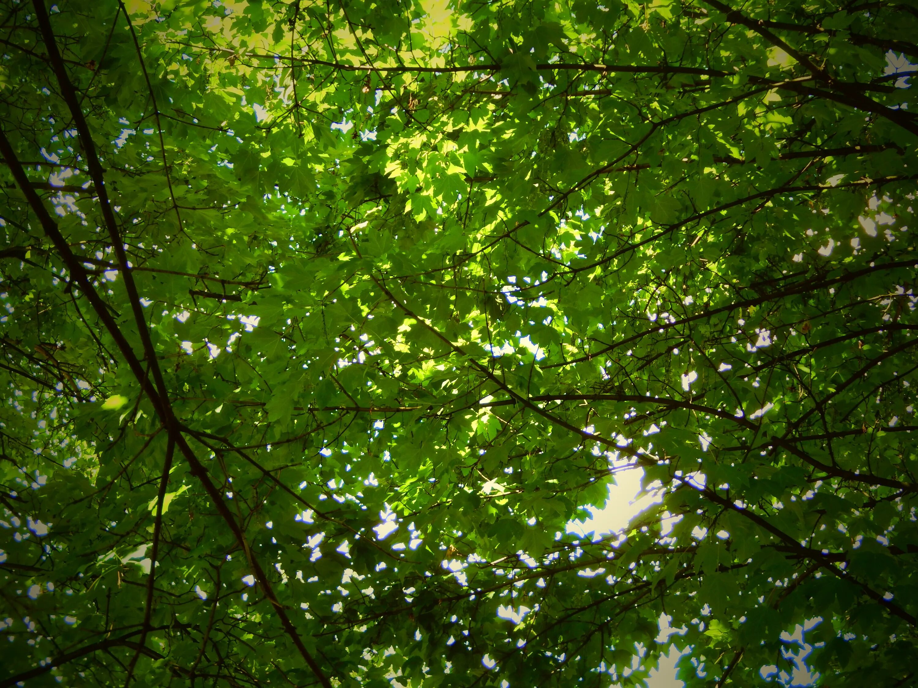 Листва дерева времени. Крона дерева с листьями. Клиновидная крона дерева. Дерево зеленое. Зеленый лист дерева.