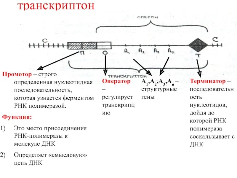 Функциональные гены транскриптона. Структура Гена промотон. Промотор оператор Терминатор оперон это. Транскриптон РНК полимераза.