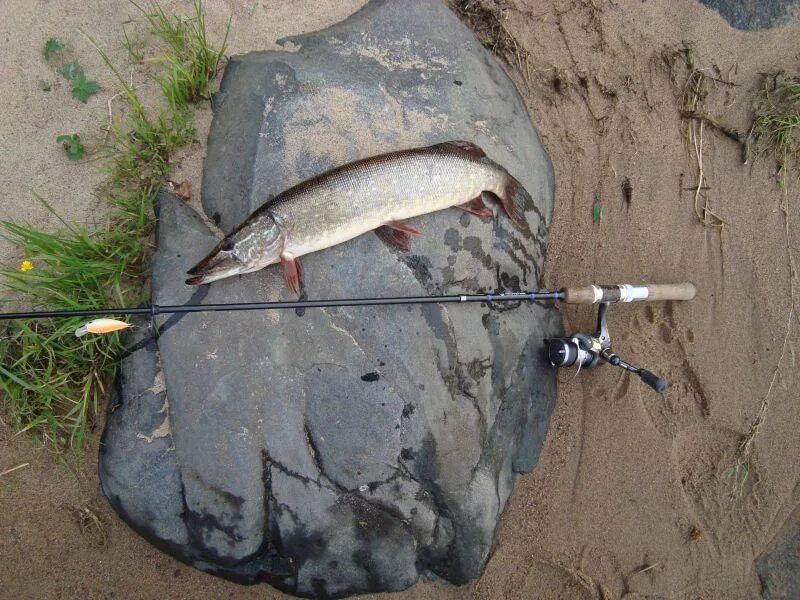 Рыбалка на реке Свирь в Ленинградской области. Рыбы свири. Река Свирь рыбалка. Рыба Сясь.