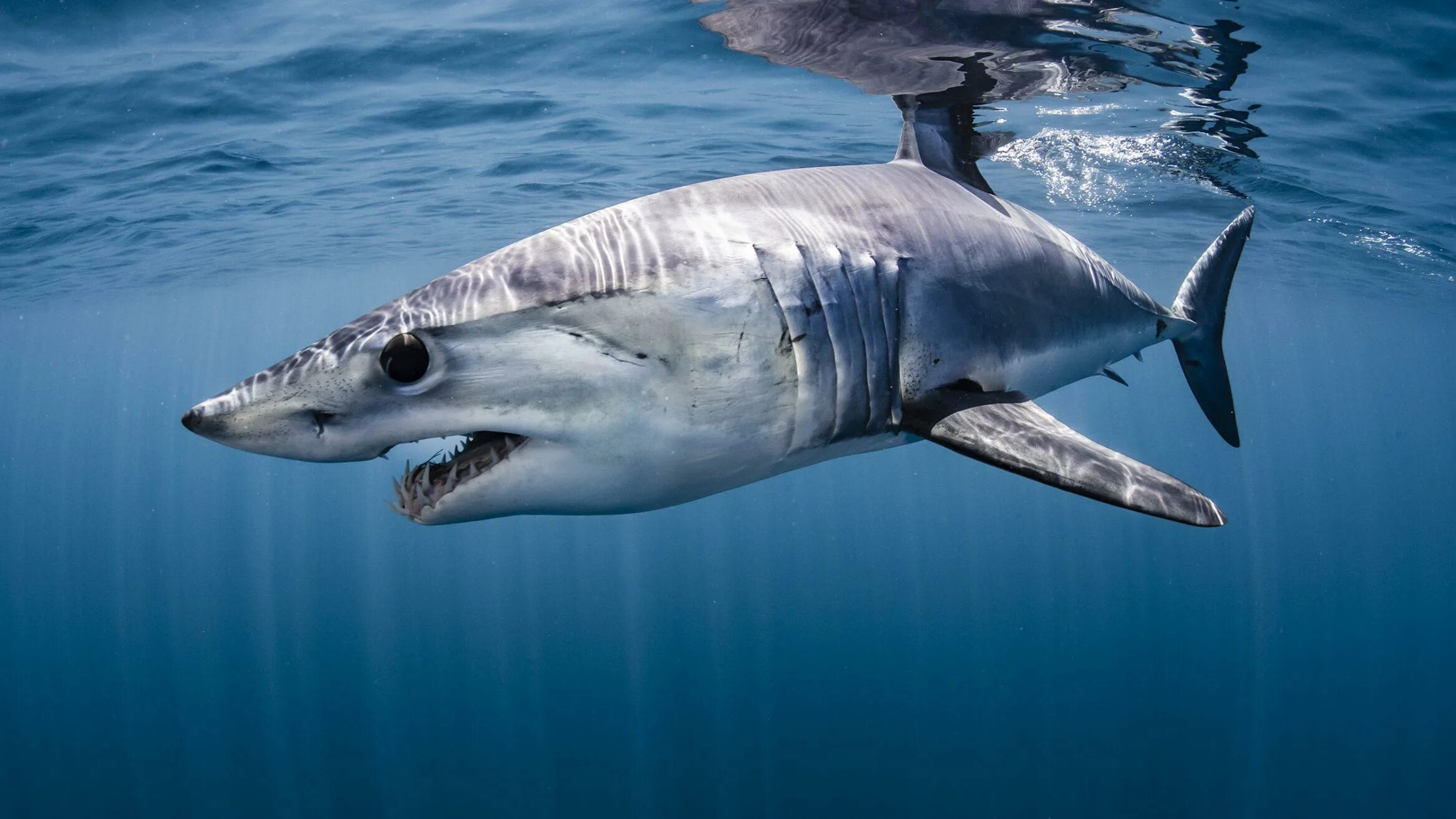 Акула мако опасна ли для человека. Акула мако. Серо голубая акула мако. Акула-мако или серо-голубая. Акула-мако (серо-голубая акула).