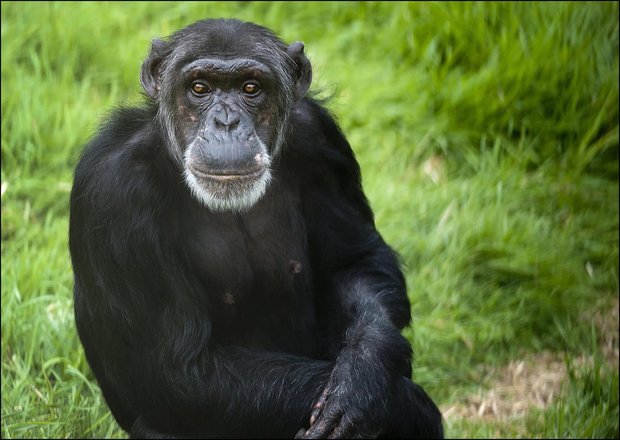 Chimp перевод. Шимпанзе. Шимпанзе фото. Шимпанзе в одежде. Шимпанзе в смокинге.