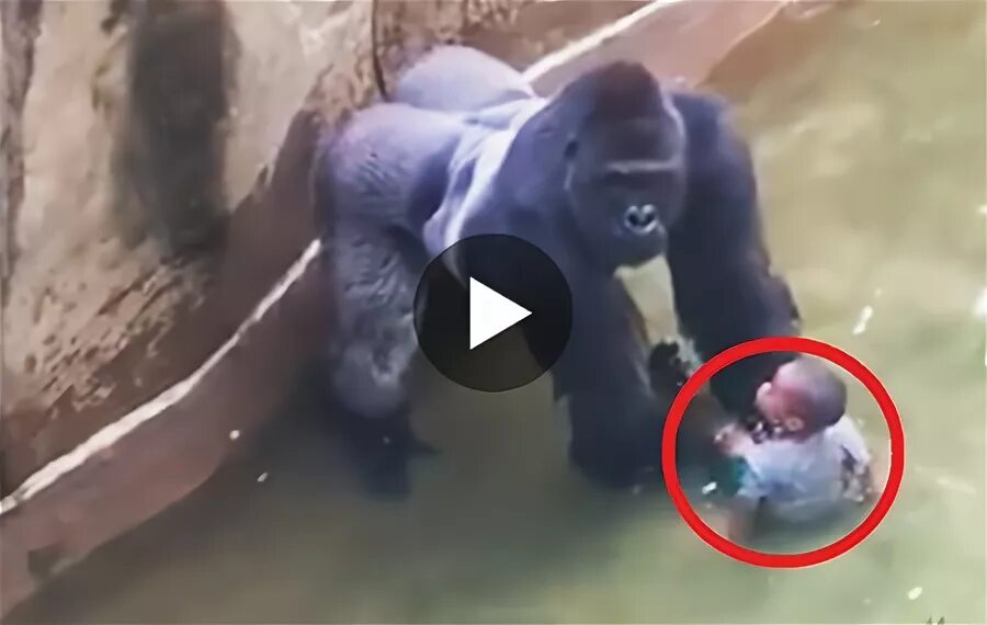 Видео про 4 24. Горилла и человек. Гориллу убили в зоопарке. Драка горилл.