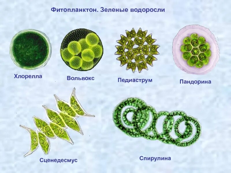 Фитопланктон зеленые водоросли. Зеленые водоросли вольвокс. Одноклеточные зеленые водоросли представители. Фитопланктон диатомовые водоросли.