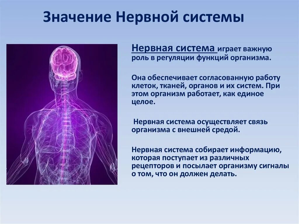 Нарушение нервной системы 8 класс. Нервная система. Значение нервной системы. Значение нервной системы для человека. Значениенераной системы.