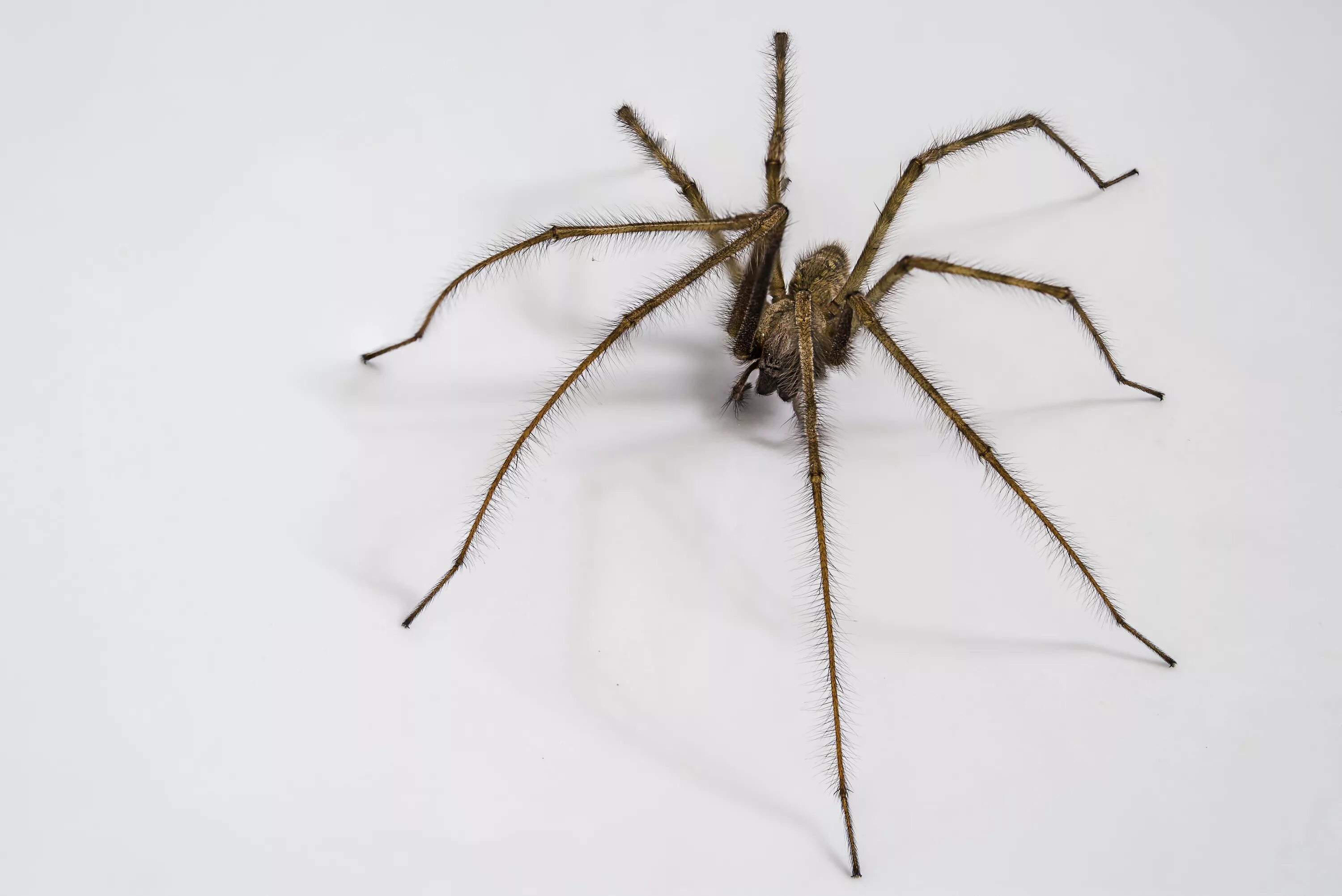 Почему появляются пауки. Тегенария домовая. Laba-laba паук. Домашний паук. Комнатные пауки.