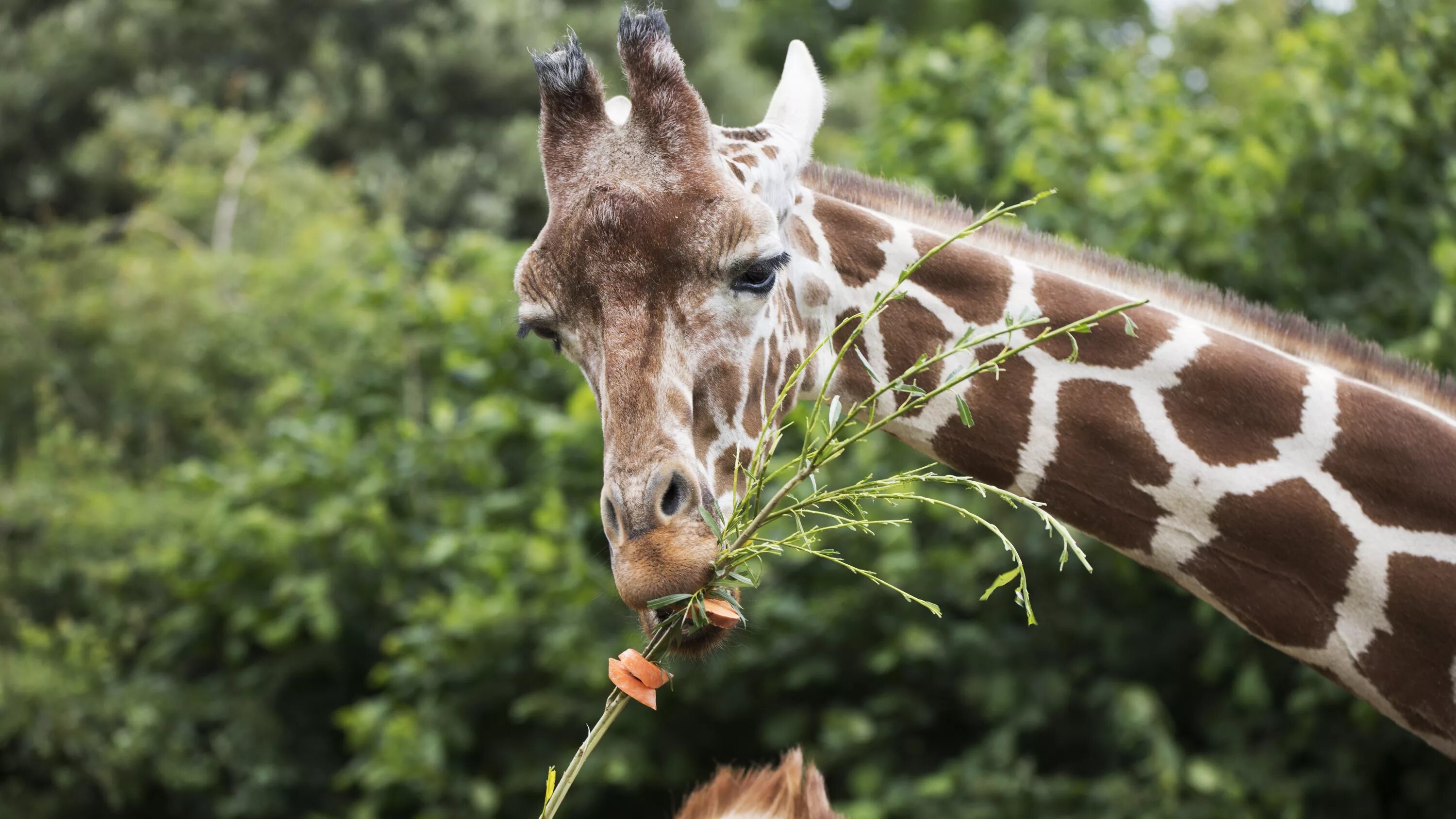 Кого так называют жираф утконос леопард морж. Высокий жираф. Жирафы. Жираф срывает листья с дерева с помощью. Жирафовая акация.