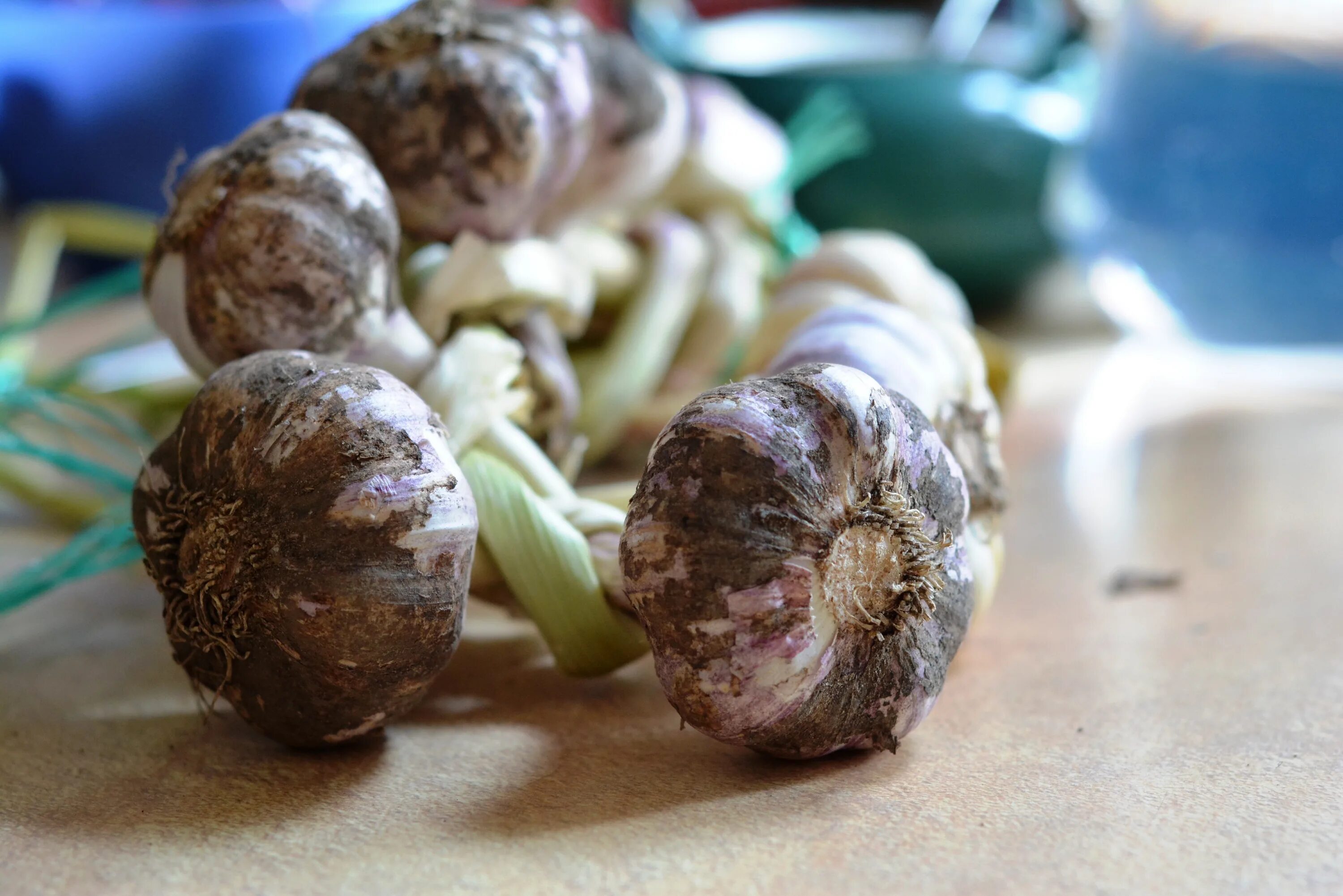 Копченый чеснок рецепт. Копченый чеснок. Garlic специи. Чеснок специя. Заячий чеснок пряность.