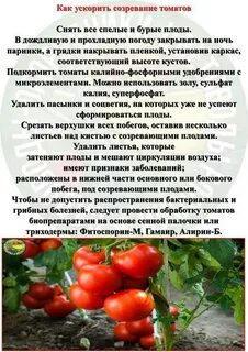 Как ускорить созревание томатов в августе