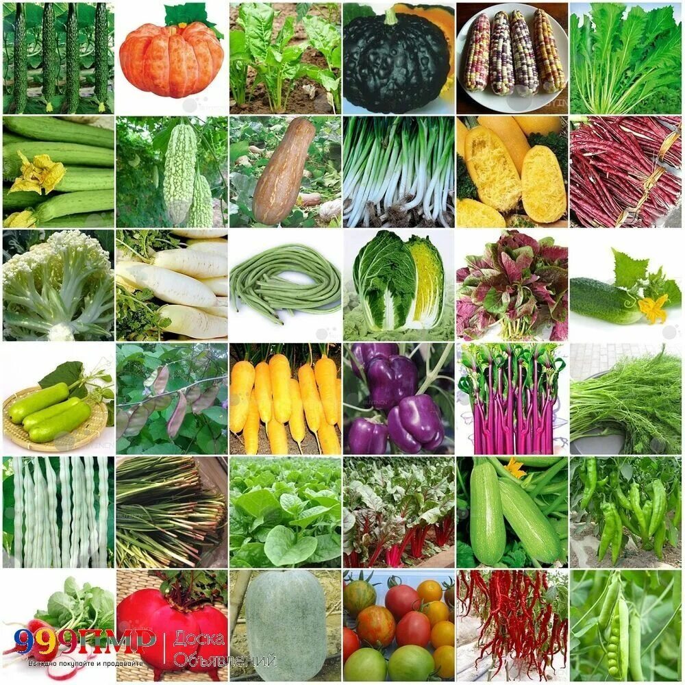 Семена овощей цена. Семена овощей. Семена овощных культур. Коллекция овощных культур. Овощные культуры.