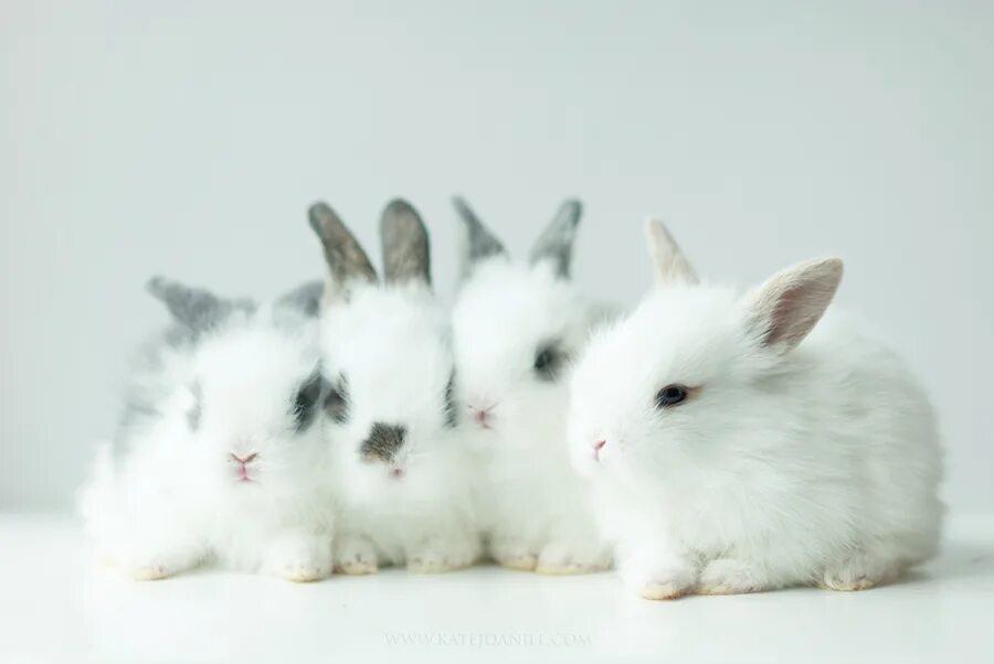 Rabbit 4