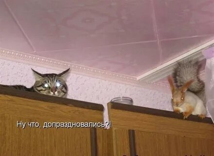 Праздник который когда нибудь заканчивается для кота
