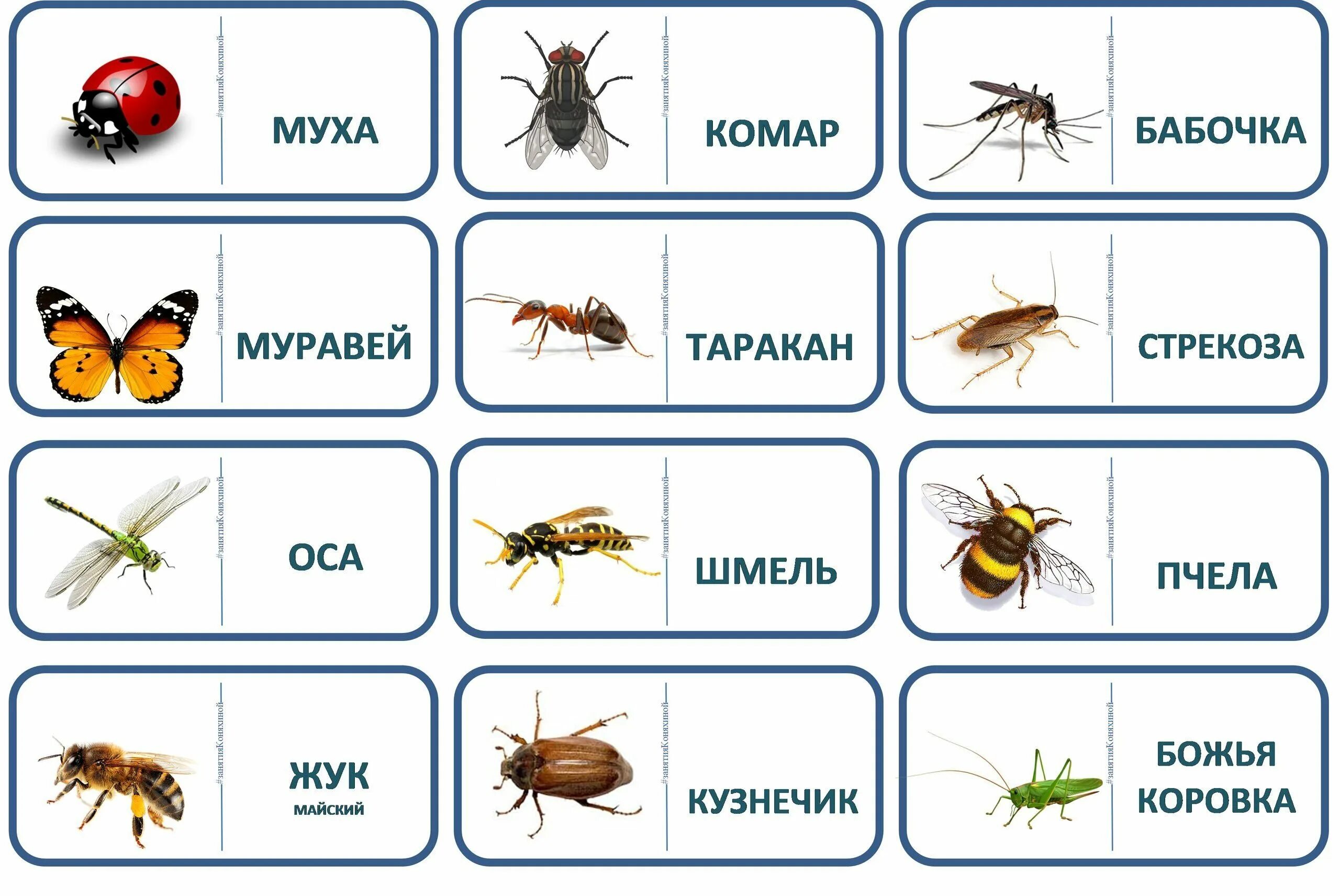 Бабочка муравей паук. Насекомые для дошкольников. Карточки для детей. Насекомые. Карточки насекомых для дошкольников. Насекомые с названиями для детей.