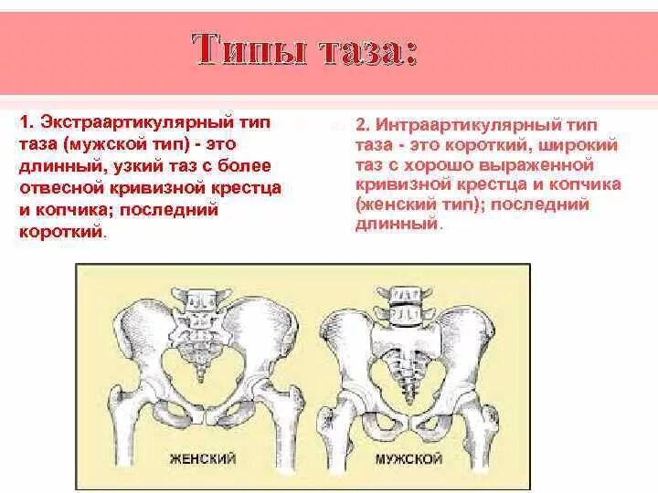 Изменение таза в ходе эволюции