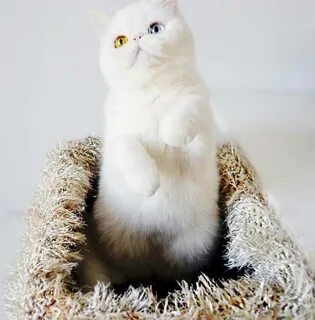 Кот пам пам