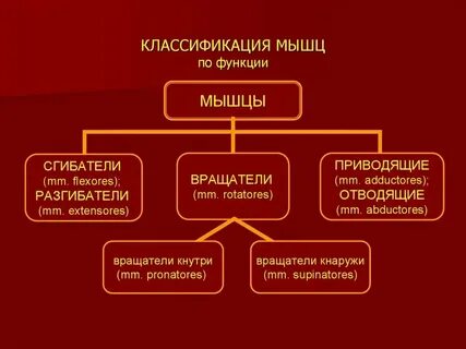 Общая анатомия это