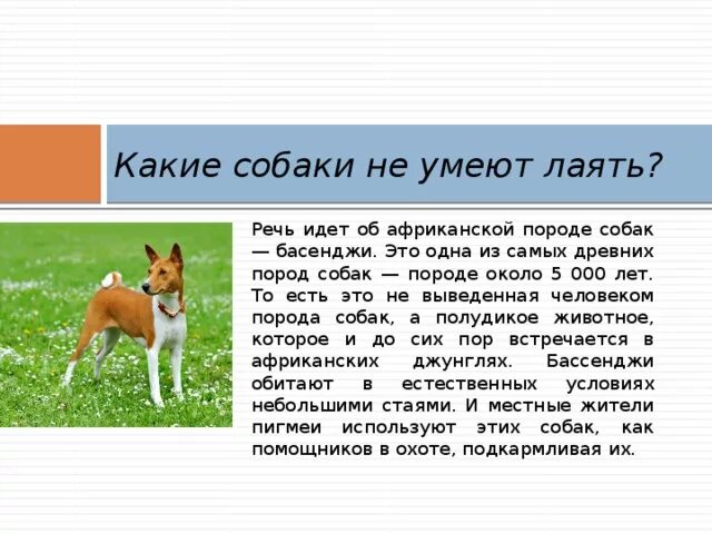 Басенджи интересные факты. Собаки которые не умеют лаять. Порода собак которая не умеет лаять. Щенок какие звуки