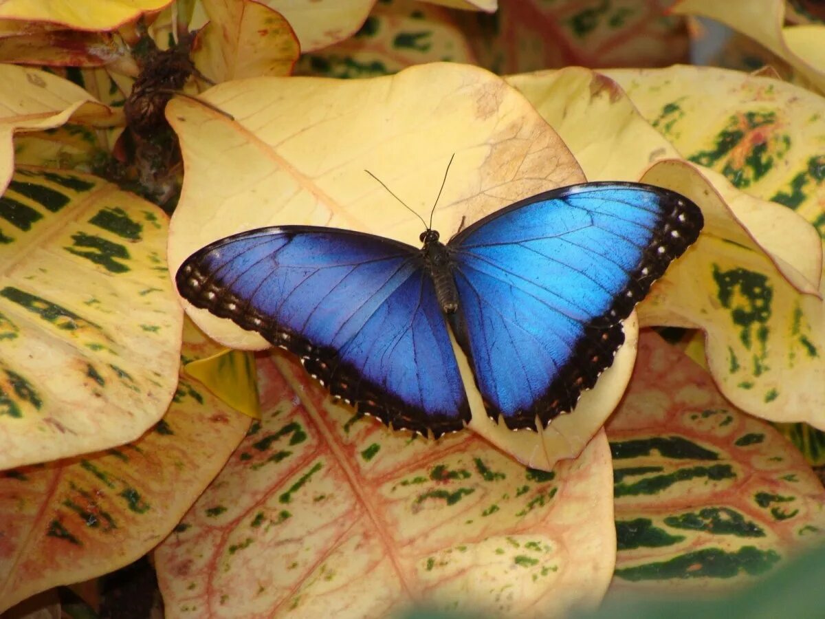 Где взять бабочек. Бабочка Морфо Пелеида. Papilio demoleus. Бабочки Morpho peleides (Морфо Пелеида). Бабочка Морфо анаксибия.