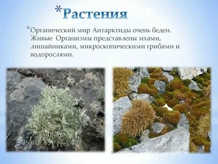Растительность в антарктиде
