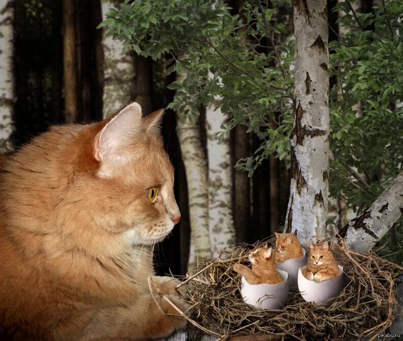 Кот в гнезде. Гнездо для кошки. Котята в гнезде. Гнездо и коты. Кошка ест птицу