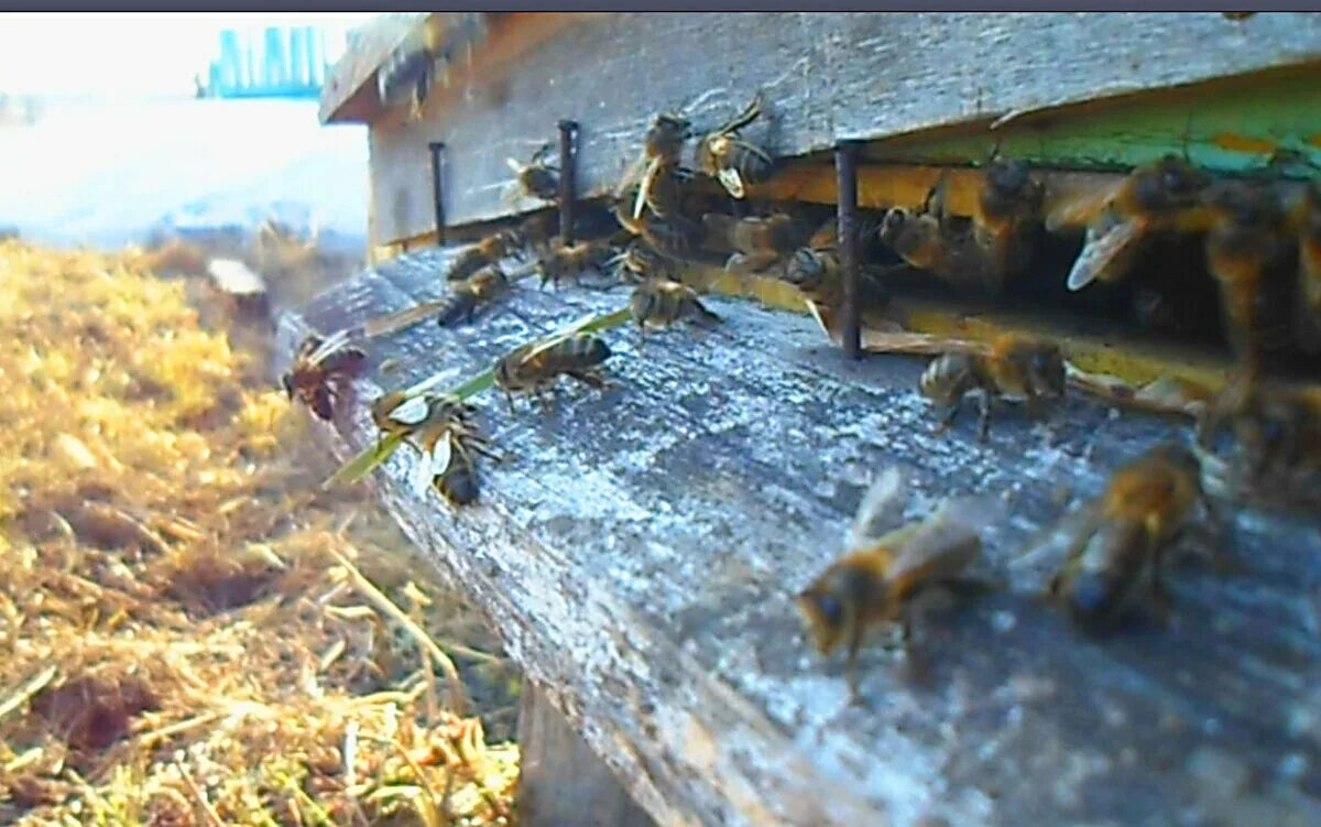 Пчелы 1 разбор. Пчелы после зимовки. Как зимуют пчелы. Зимние пчелы гибриды.