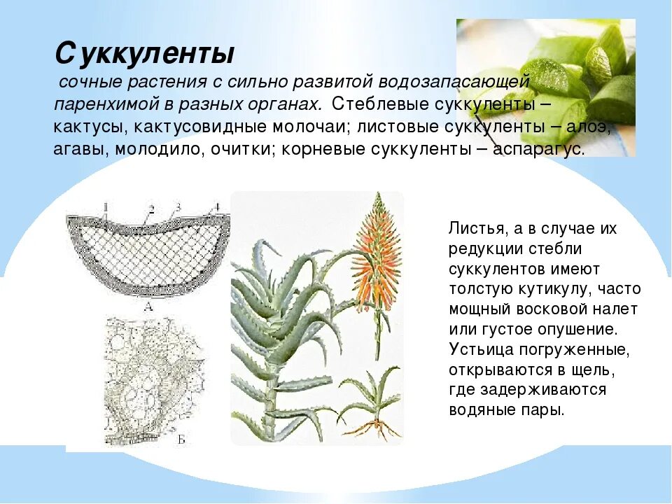 Условия среды обитания алоэ. Внутреннее строение алоэ. особенности строения суккулентов. строение листа алоэ схема.