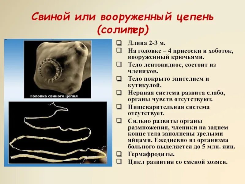 Бычий цепень дегенерация. Свиной или вооруженный цепень. Свиной цепень классификация. Свиной цепень вооруженный. Присоска вооруженного цепня.