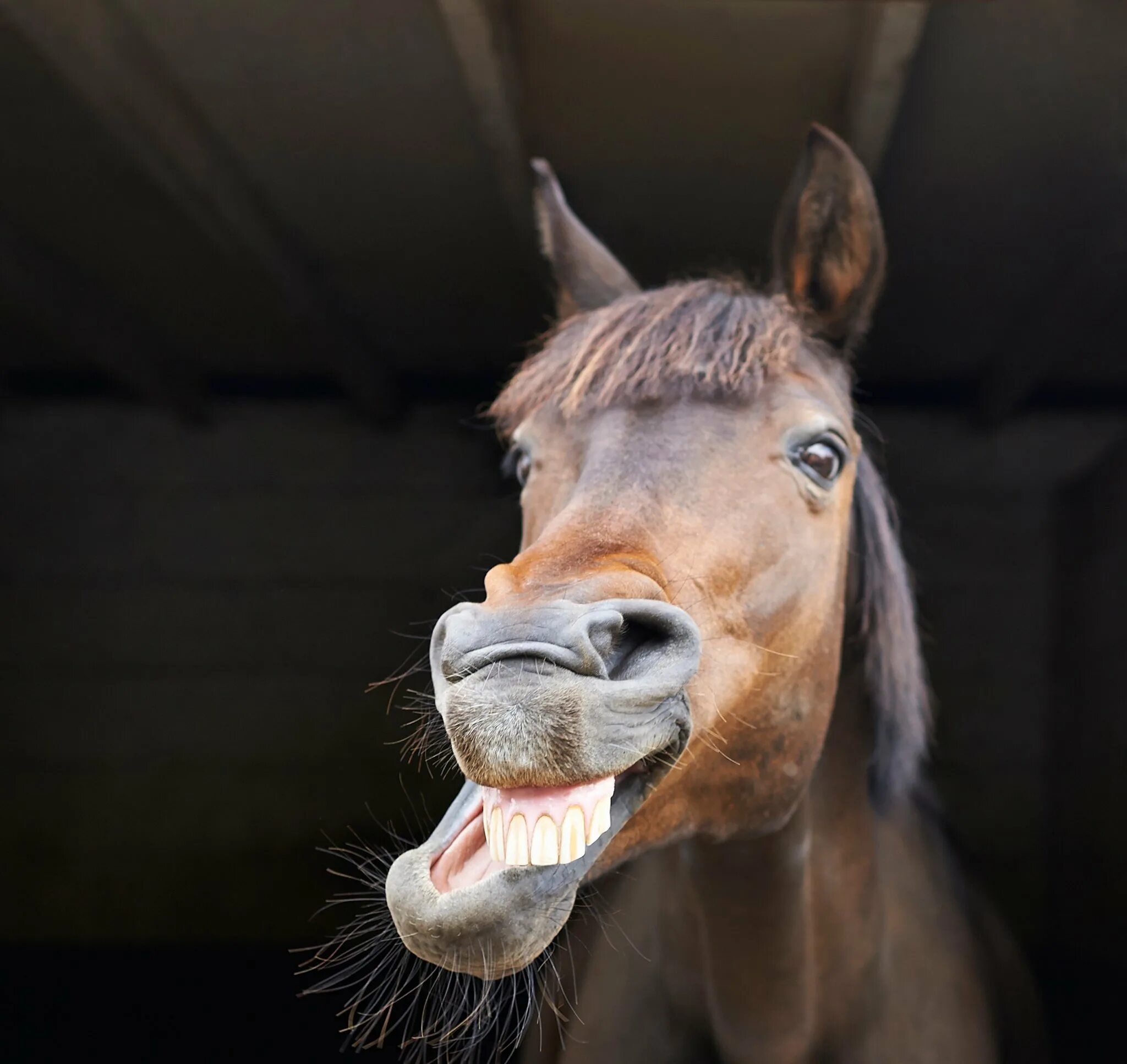 Конь улыбается. Улыбка коня. Лошадь ржет. Лошадь с зубами