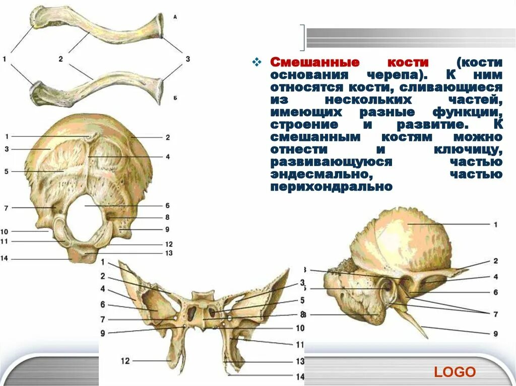 Какие кости относятся к височным. Смешанная кость на латыни. Смешанные кости кости. Смешанные кости анатомия. Смешанные кости строение.