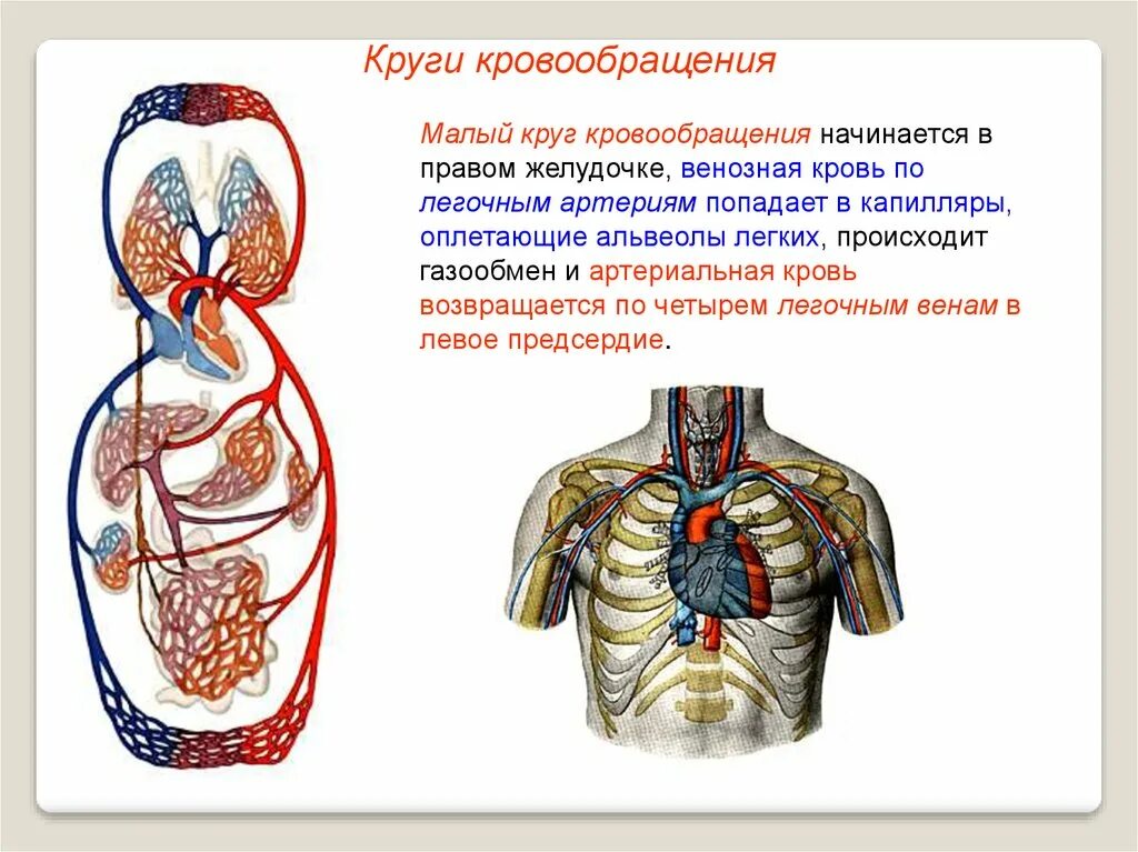 Что происходит в капиллярах малого круга