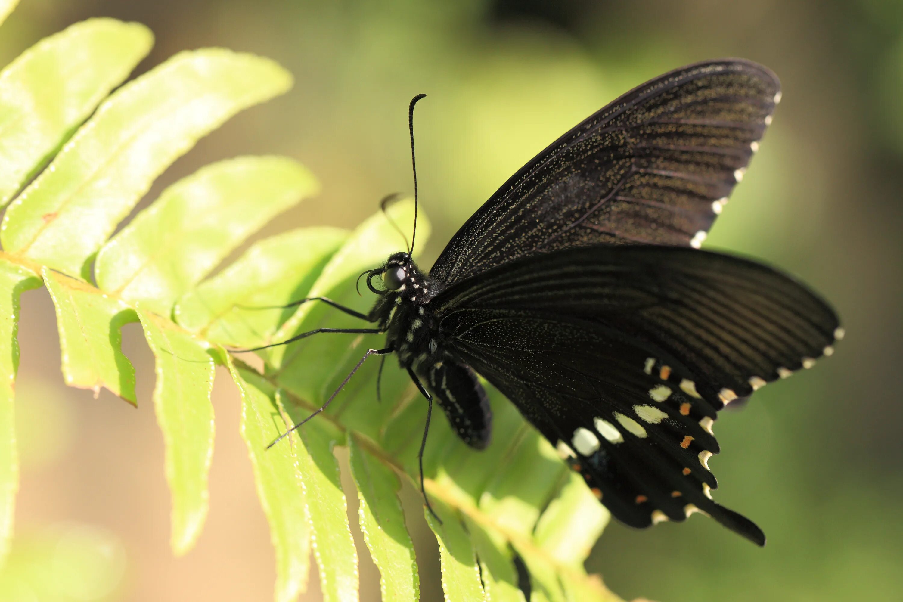 Черные бабочки 1. Papilio Polytes. Бабочка Баттерфляй Блэк. Чёрная бабочка насекомое. Черная ночная бабочка.