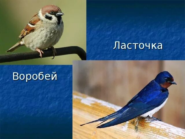 Воробей и ласточка