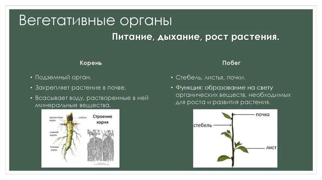 Вегетативные органы цветковых растений. Корень вегетативный орган растения. Корни цветкового растения. Подземные органы растений.