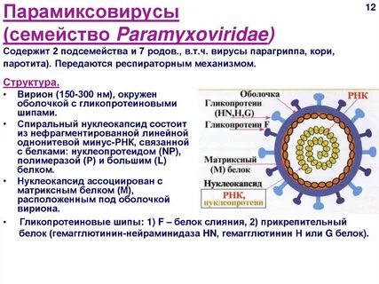 3 возбудитель кори