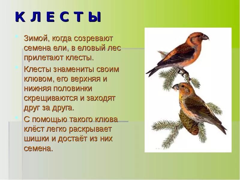 Диктант птицы в лесу. Проект о лесной птице. сообщение о клесте. прилетают клёсты. клест птицы для дошкольников.