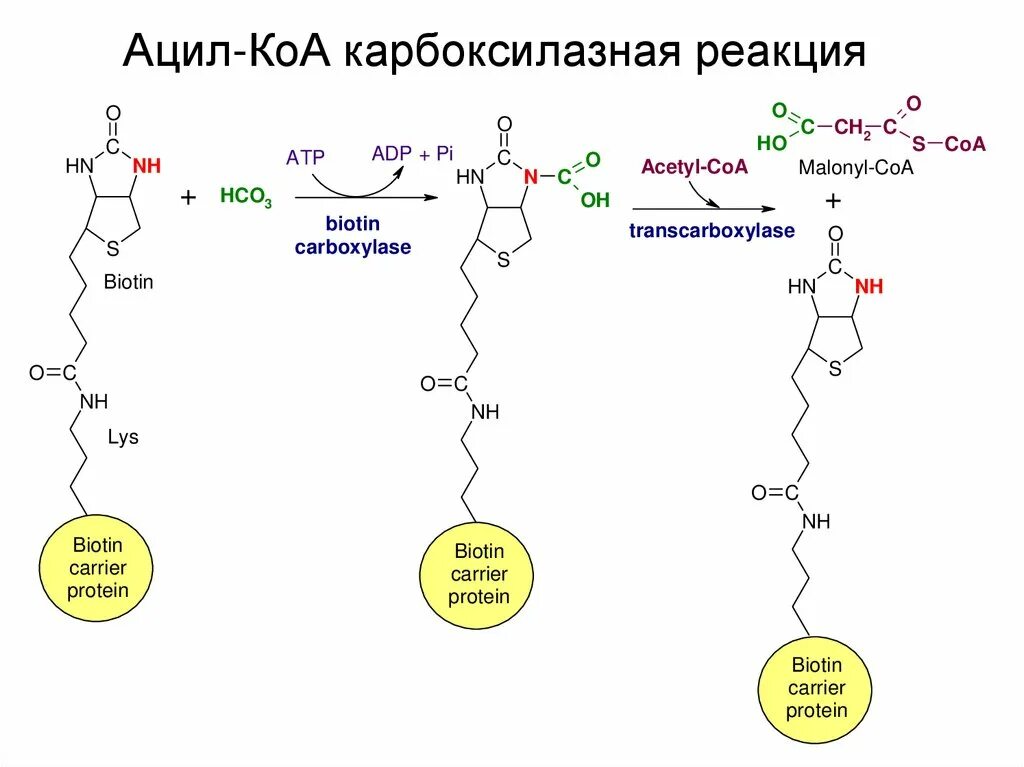 Синтез ВЖК биохимия. Ацил КОА формула биохимия. Ацил и ацетил КОА. Синтез ацил КОА.