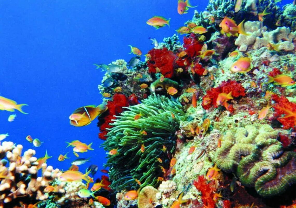 Коралловые рифы в хургаде. Коралловый риф в Шарм Эль Шейхе. Иордания Акаба море. Иордания Акаба красное море. Подводный риф Шарм-Эль-Шейх.