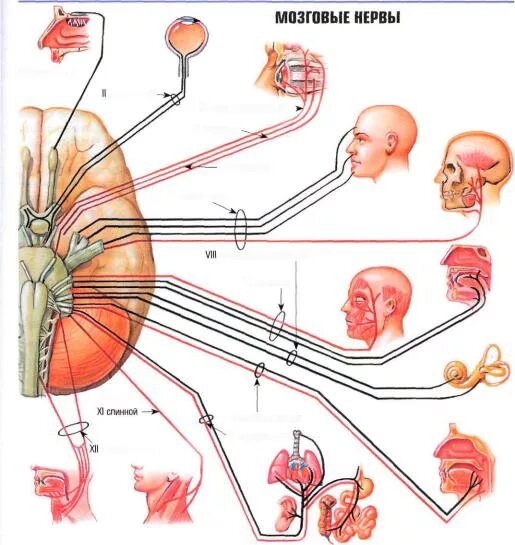 Двигательные чувствительные и смешанные Черепные нервы. Глазодвигательный нерв и языкоглоточный. Блуждающий нерв Черепные нервы. Черепно мозговые нервы чувствительные двигательные смешанные.