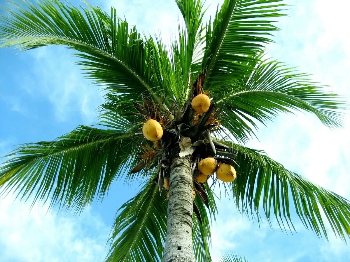 Palma. Кокосовая Пальма (Cocos nucifera). Кокос nucifera nucifera. Пальма банановая кокосовая финиковая. Самоа кокосовая Пальма.