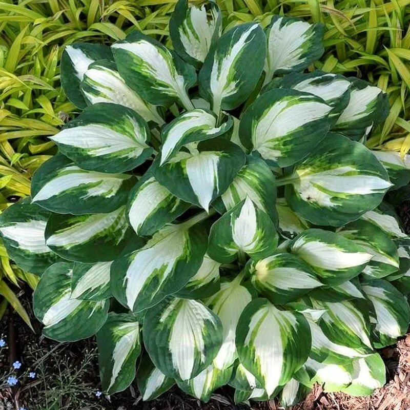 Хоста vulcan. Хоста вулкан. Хоста вайт кристмас. Хоста гибридная колор фестиваль. Хоста вулкан.